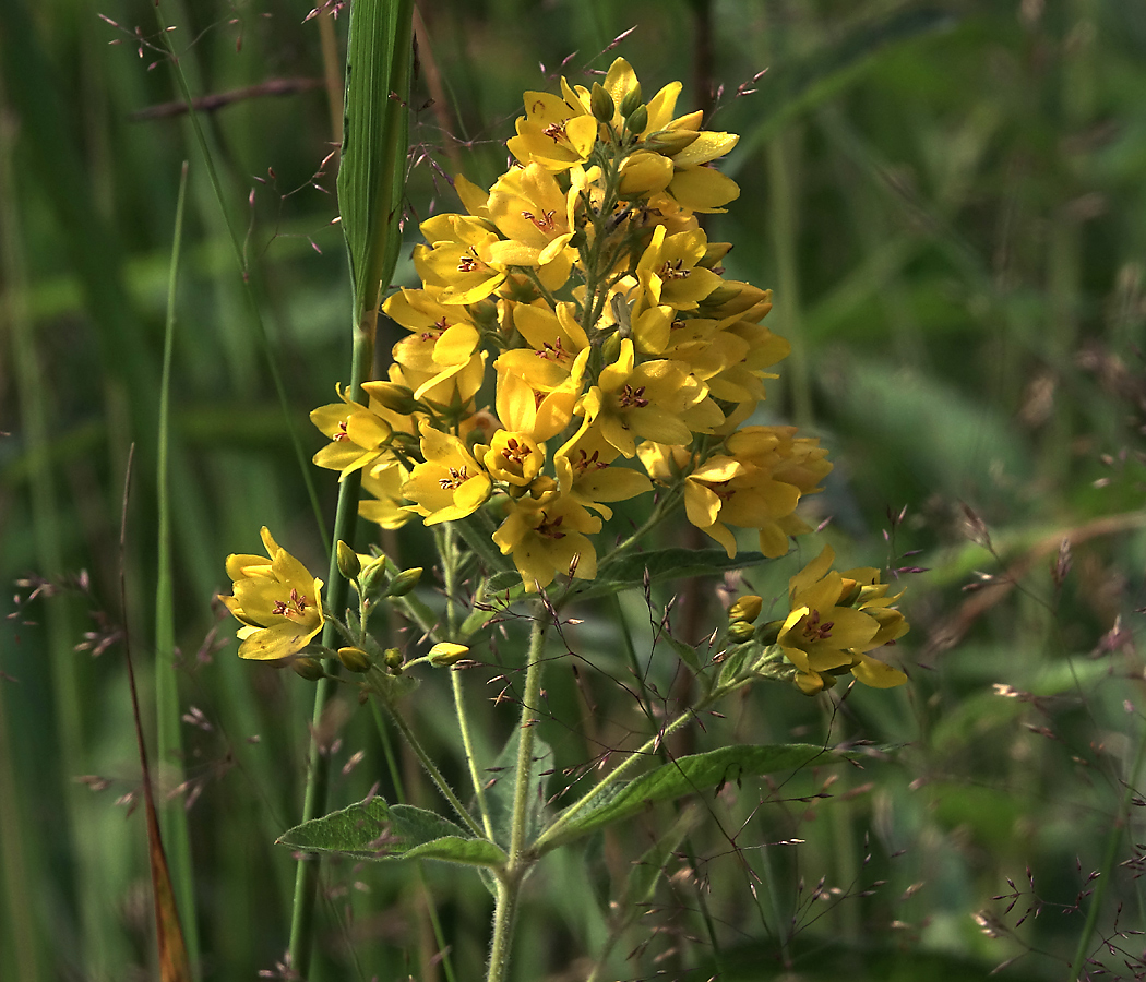 Изображение особи Lysimachia vulgaris.