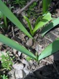 Allium fetisowii