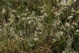 Antennaria caucasica