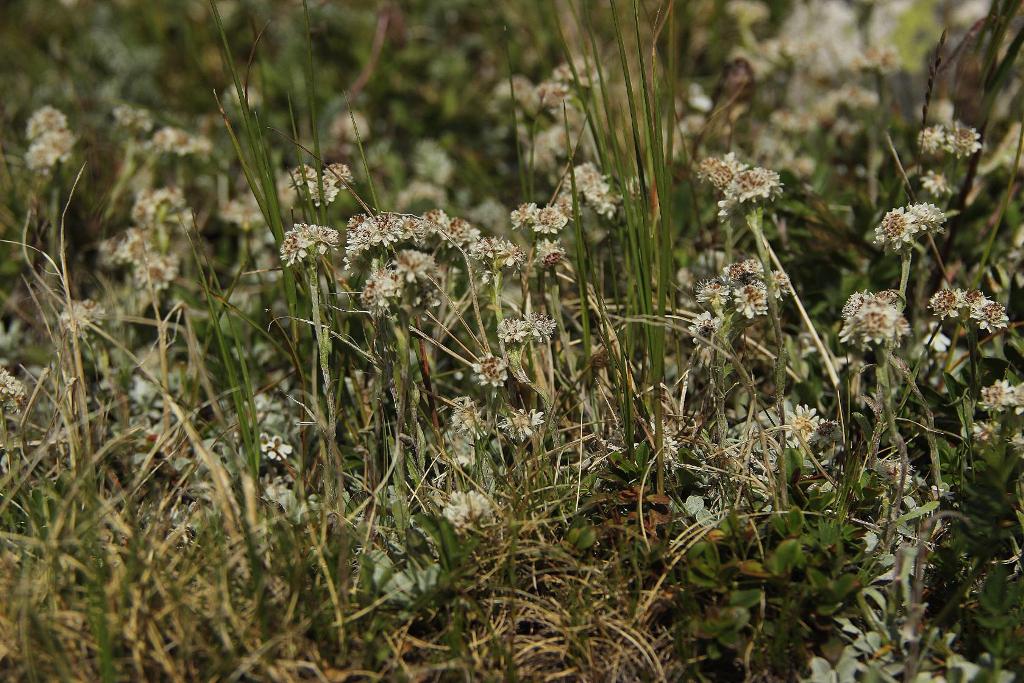 Изображение особи Antennaria caucasica.