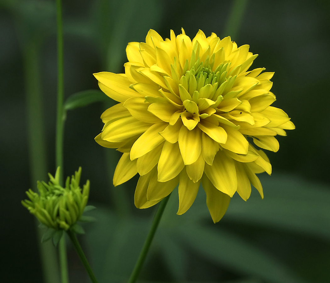 Image of Rudbeckia laciniata var. hortensia specimen.