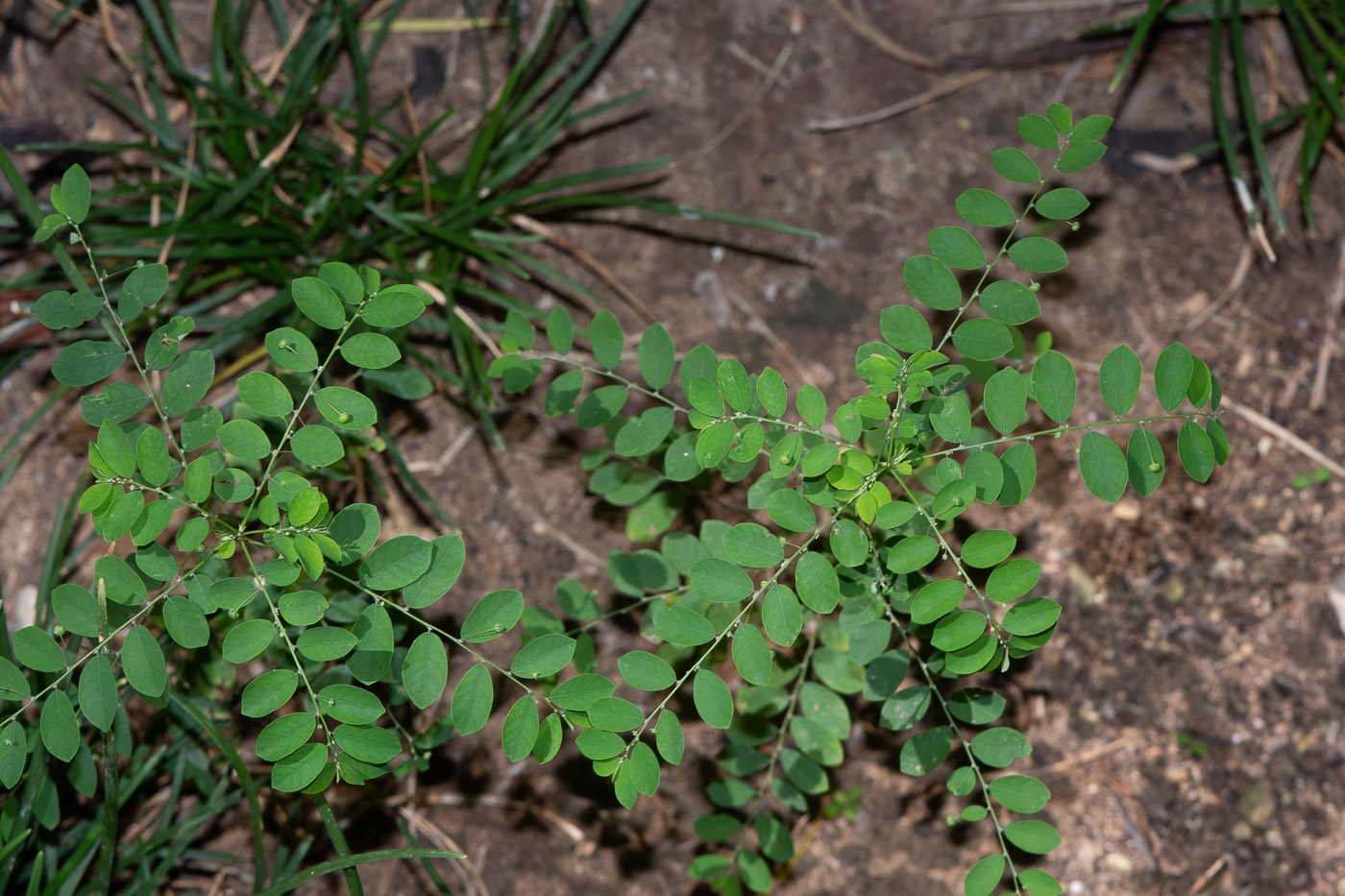 Изображение особи Phyllanthus rotundifolius.