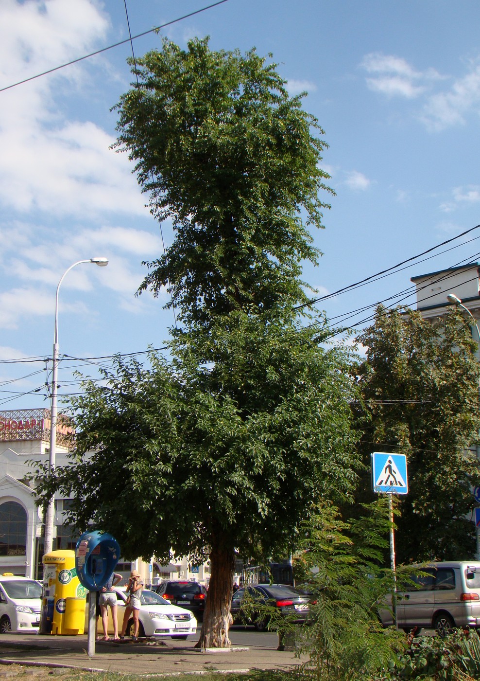 Изображение особи Maclura pomifera.