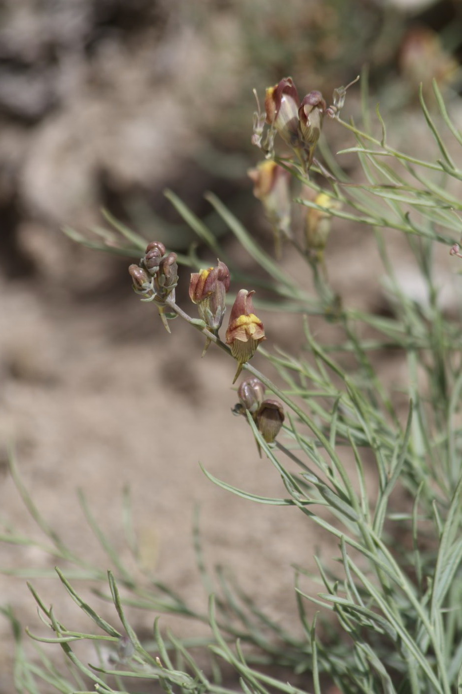 Изображение особи Linaria sessilis.