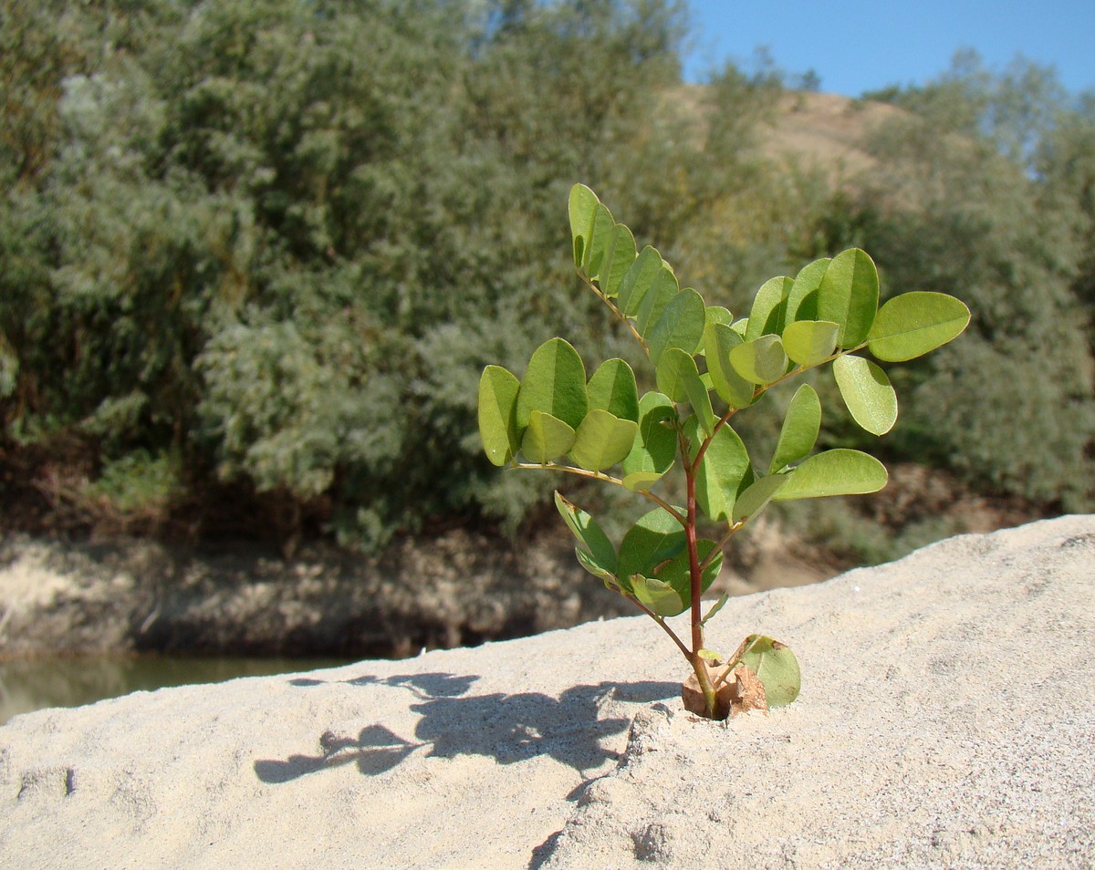 Image of Amorpha fruticosa specimen.