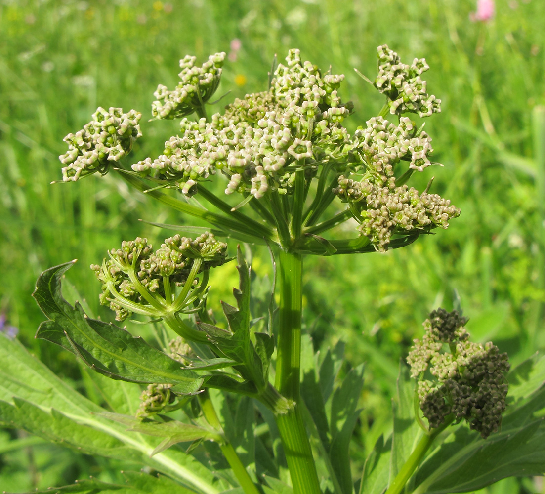 Image of familia Apiaceae specimen.