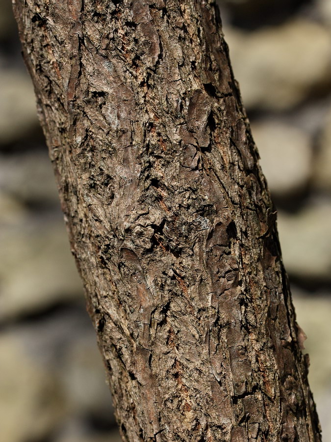 Image of Sambucus sibirica specimen.