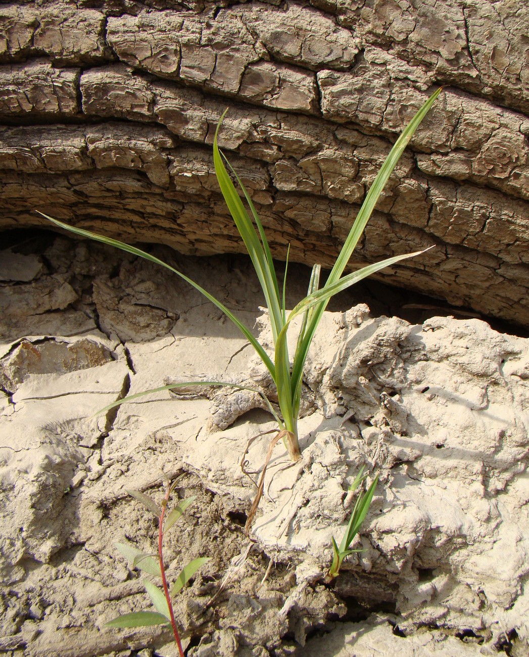 Изображение особи семейство Cyperaceae.
