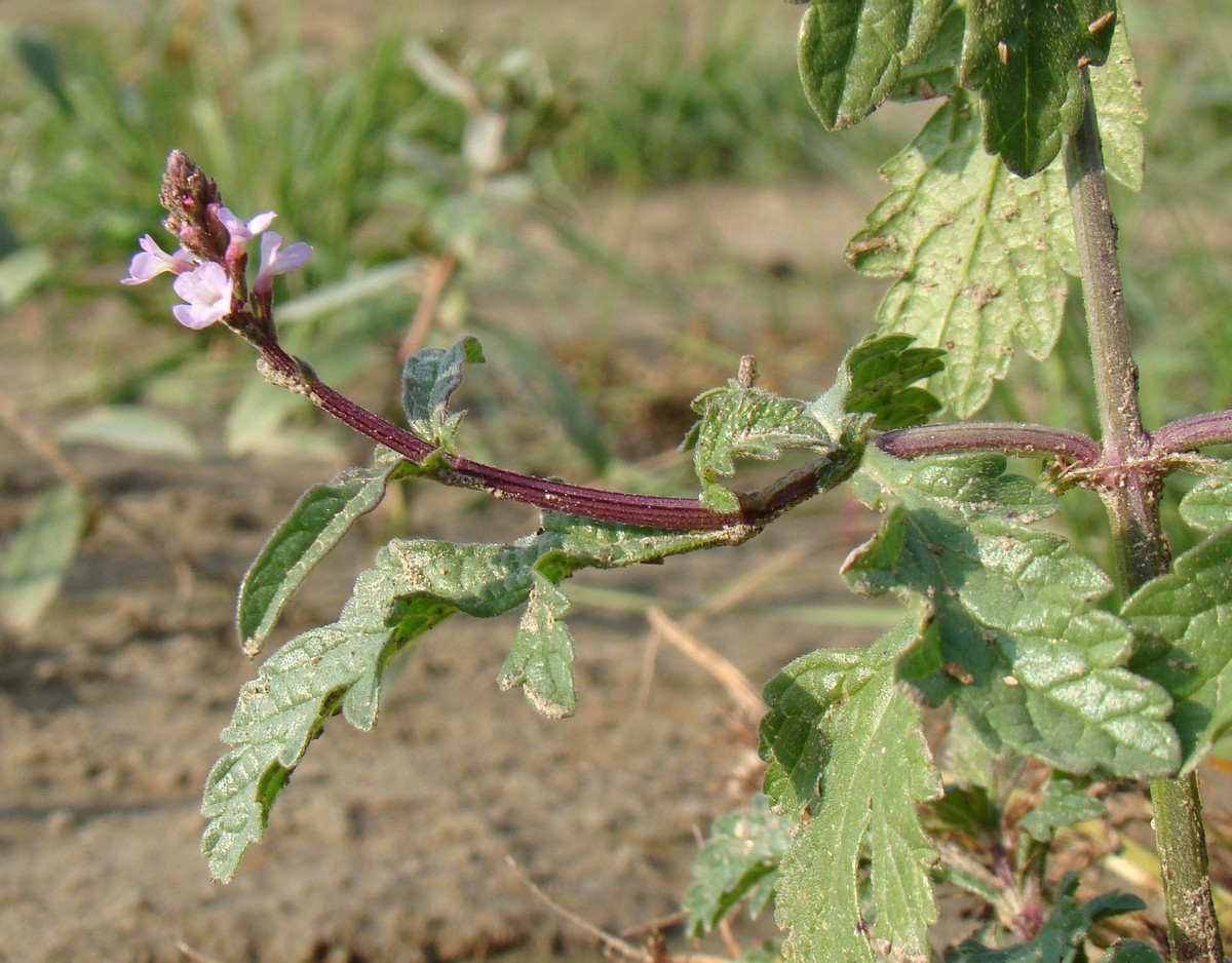 Image of Verbena officinalis specimen.