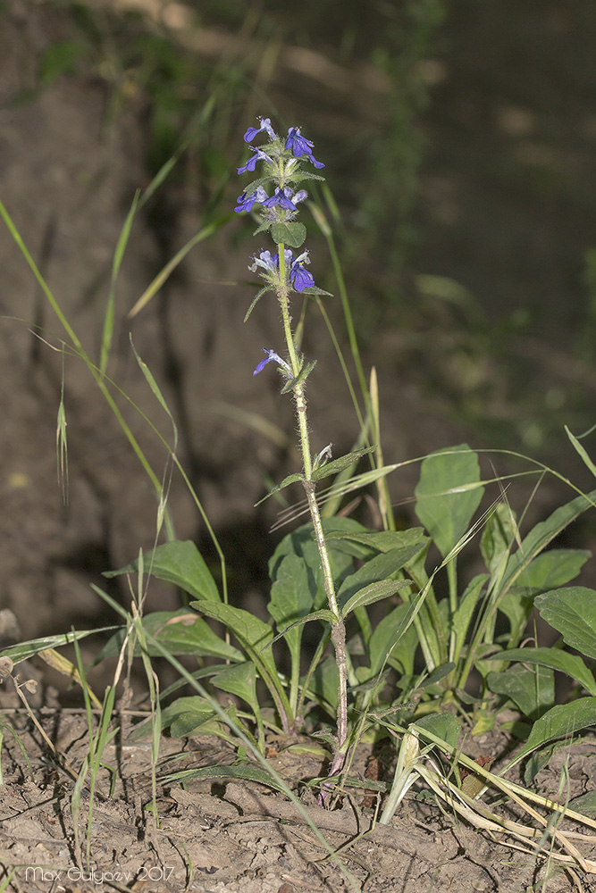 Изображение особи Ajuga genevensis.