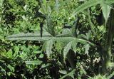 Cirsium vulgare. Лист. Кабардино-Балкария, Эльбрусский р-н, окр. пос. Эльбрус, ок. 1800 м н.у.м., луг. 27.07.2017.