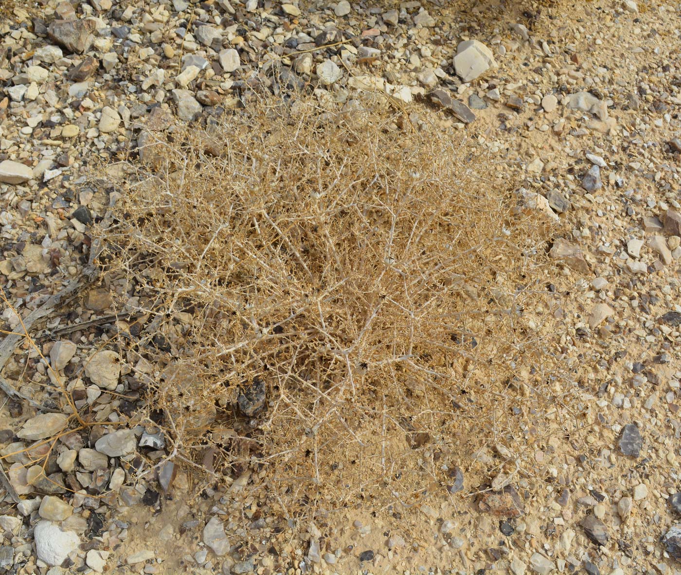 Image of Anvillea garcinii specimen.