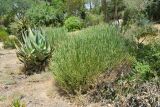 Euphorbia mauritanica