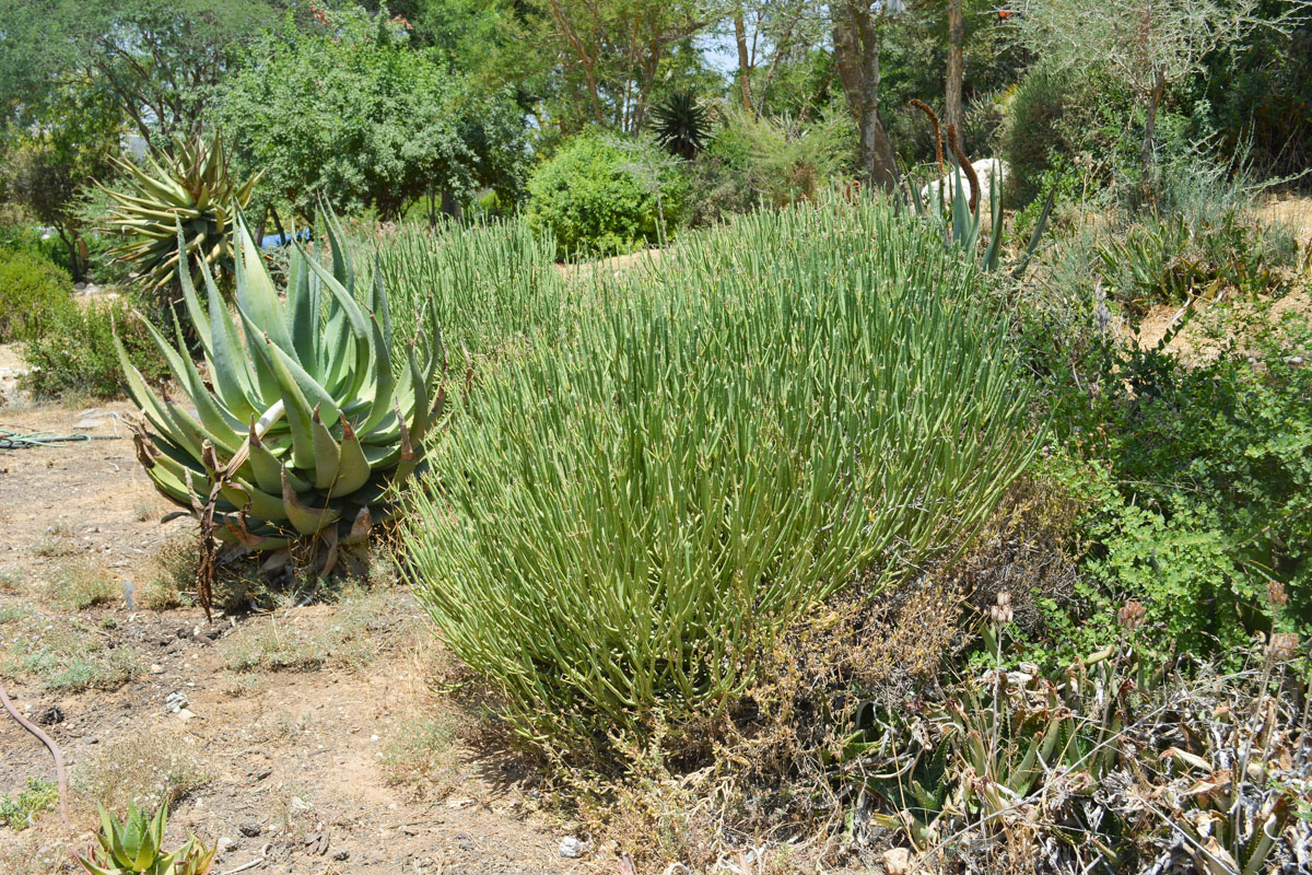 Изображение особи Euphorbia mauritanica.