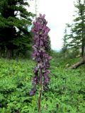 Aconitum tanzybeicum. Соцветие нетипичной (более крупной и с темно-окрашенными цветками) расы на субальпийском лугу. Красноярский край, Шушенский р-н, национальный парк \"Шушенский Бор\", Западный Саян, хребет Борус, урочище \"Пелехова\". 24.07.2015.