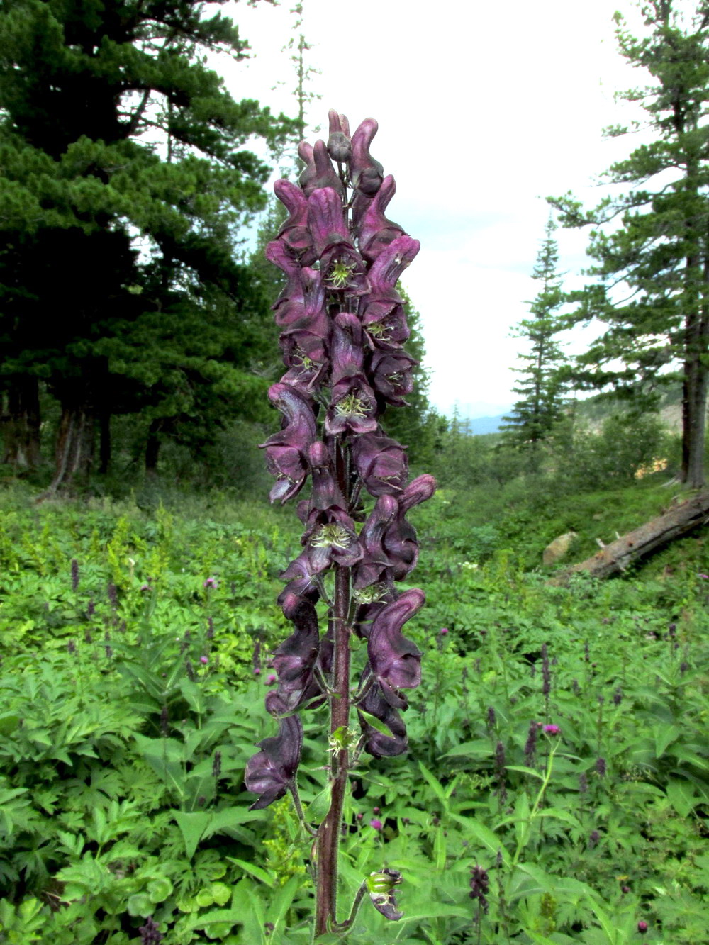 Изображение особи Aconitum tanzybeicum.