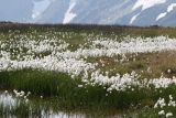 Eriophorum scheuchzeri