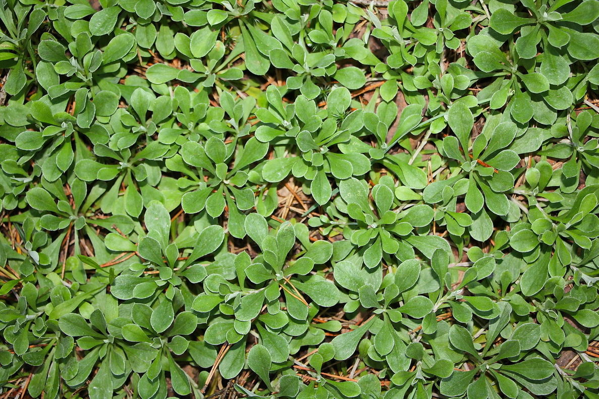 Изображение особи Antennaria dioica.