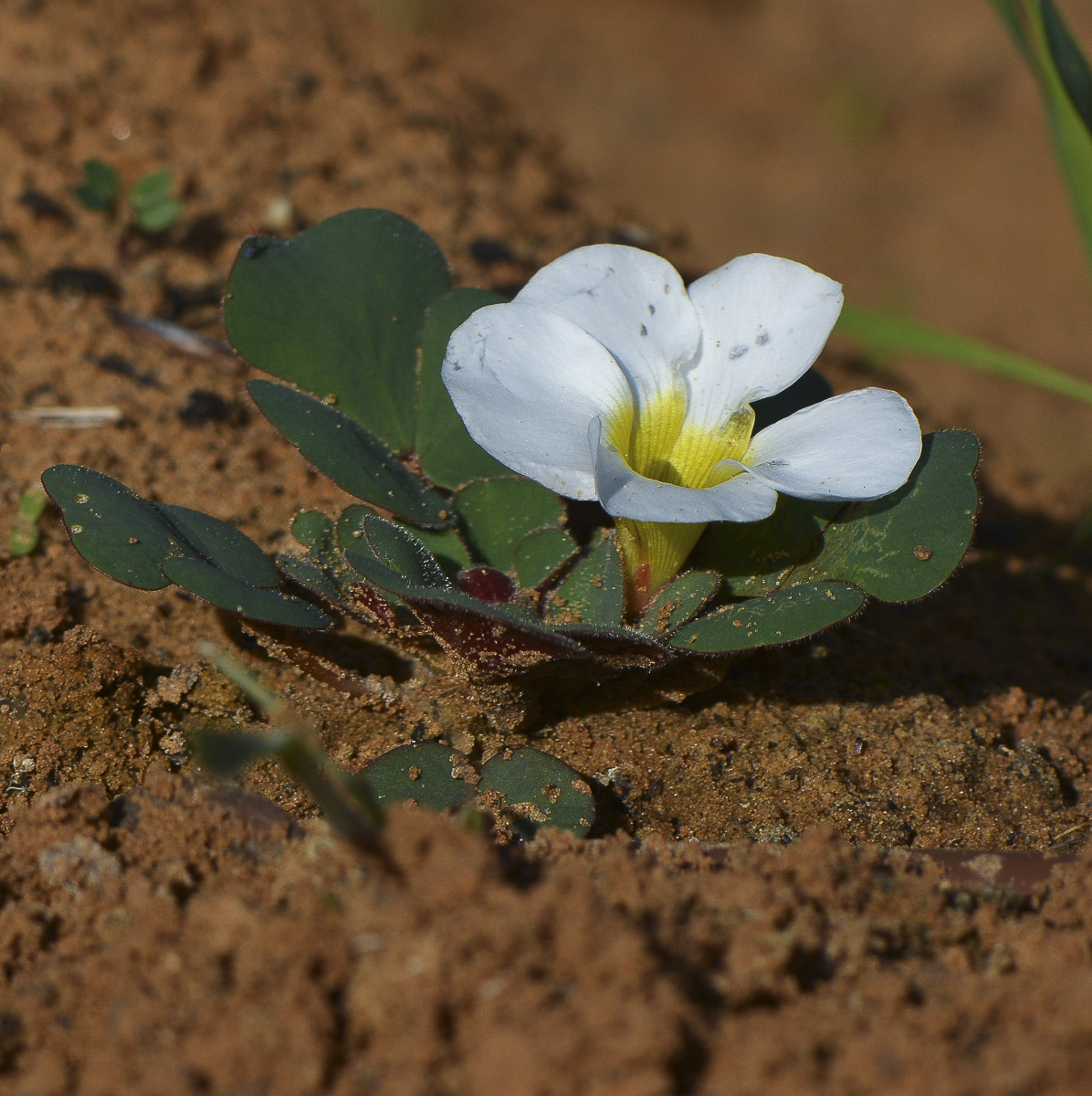 Image of Oxalis luteola specimen.