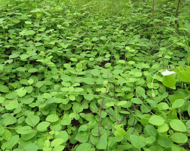 Image of Lonicera caprifolium specimen.