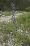 Echium vulgare. Цветущее растение. Кабардино-Балкария, Приэльбрусье, левый берег руч. Донгузорун, 2080 м н.у.м. 09.07.2008.