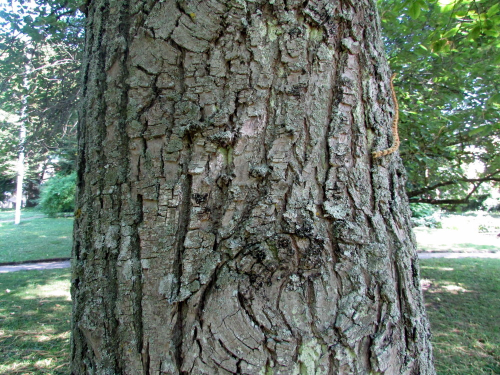 Image of Castanea sativa specimen.