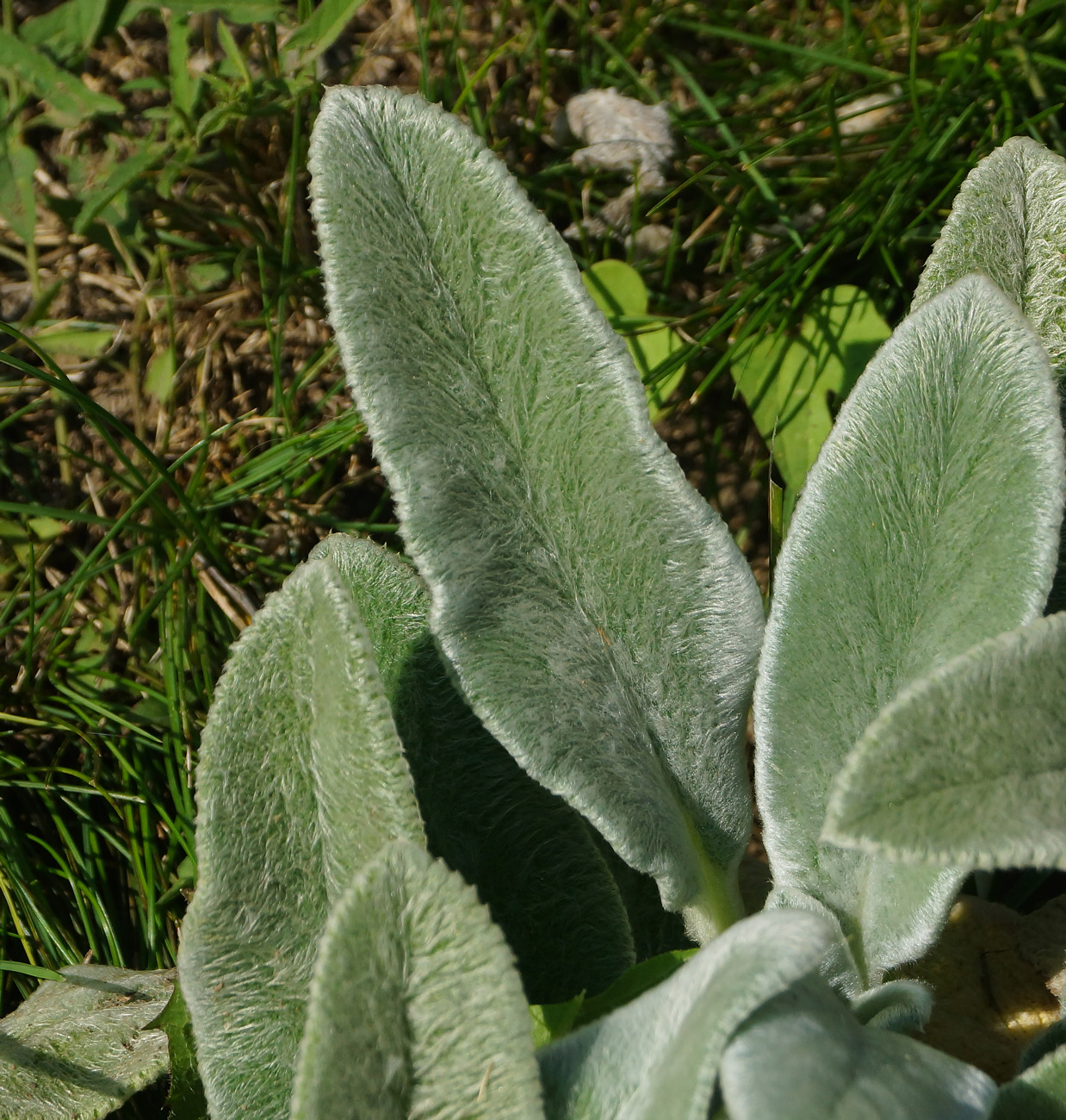 Image of Stachys byzantina specimen.