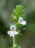 genus Euphrasia. Верхушка цветущего растения. Камчатка, г. Елизово, пустырь за стадионом. 17.08.2016.