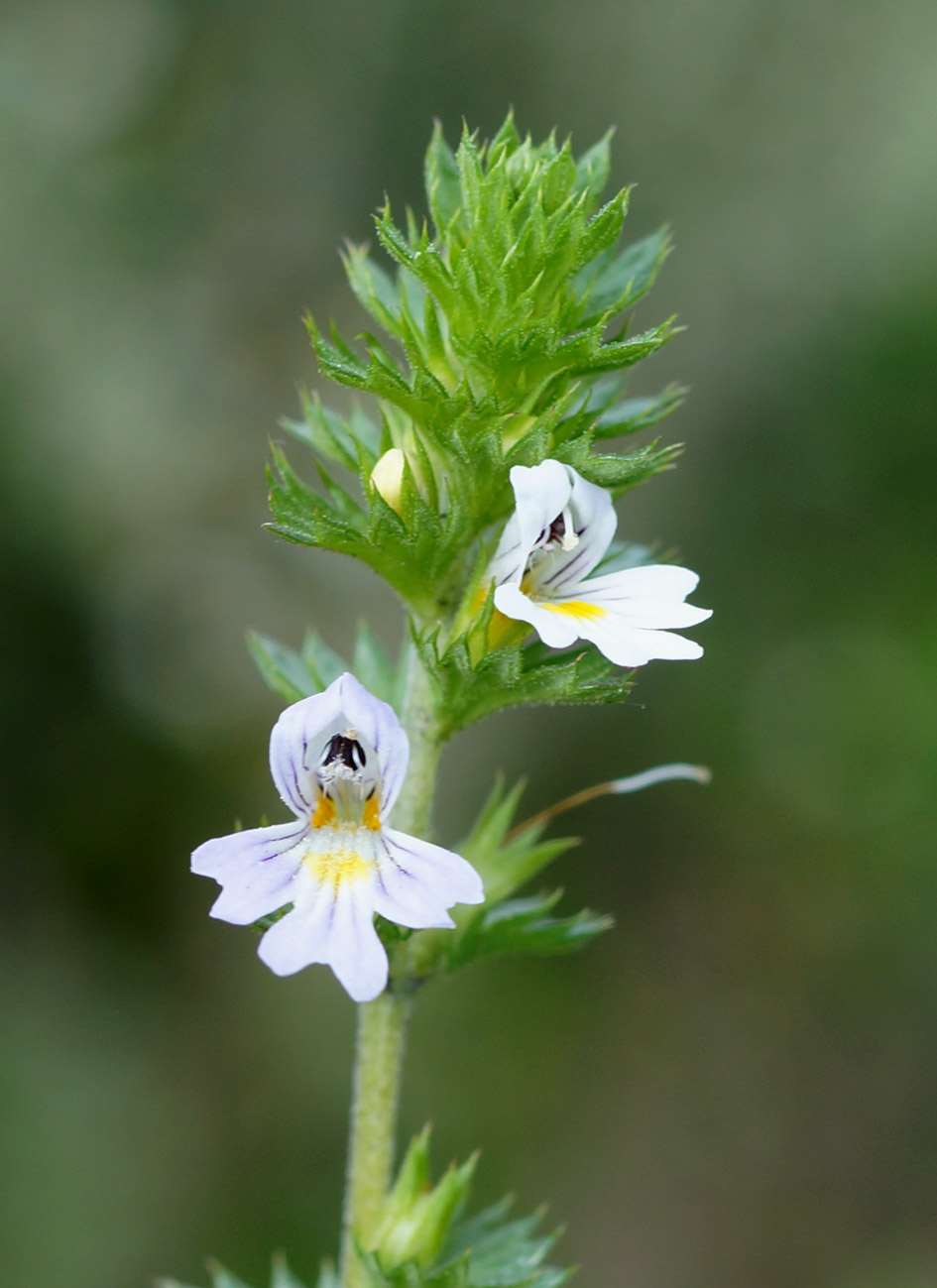 Изображение особи род Euphrasia.