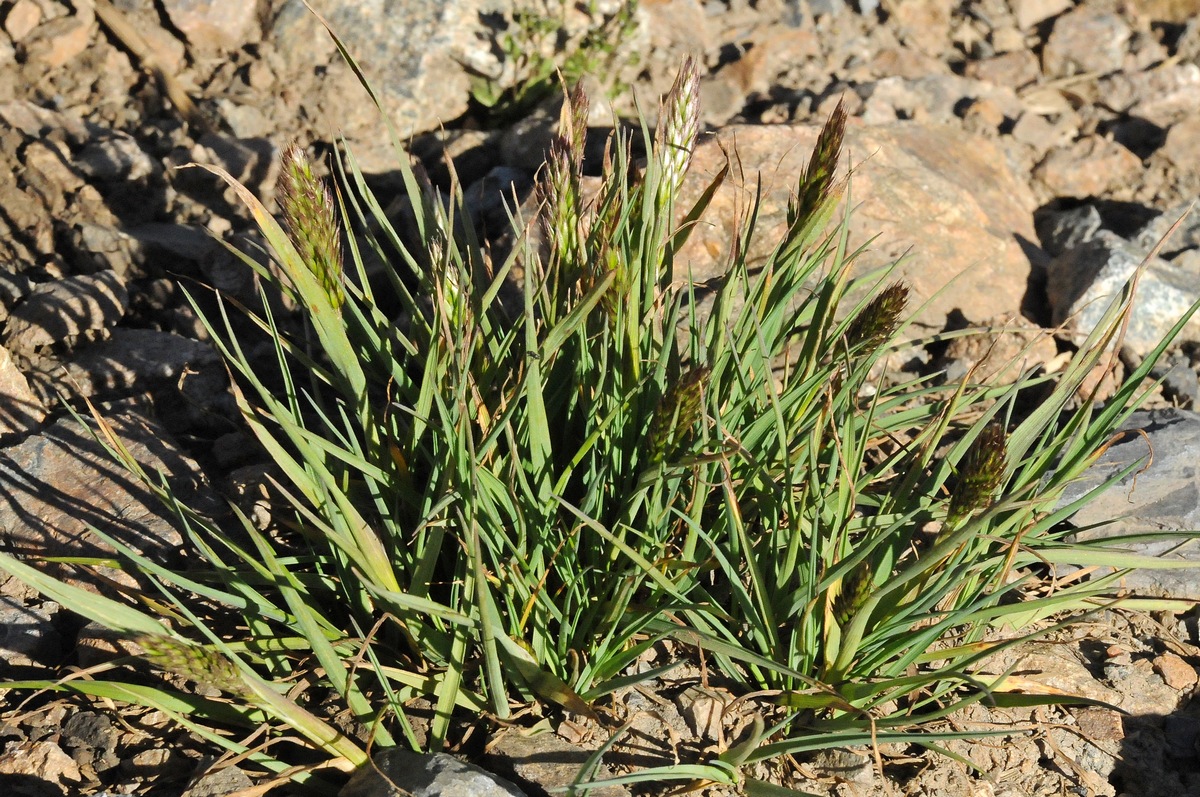 Image of Trisetum mongolicum specimen.