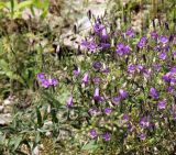 Campanula sibirica