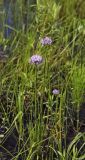 Allium angulosum. Цветущее растение. Пермский край, г. Пермь, Кировский р-н, низина пойменного луга. 15.07.2017.