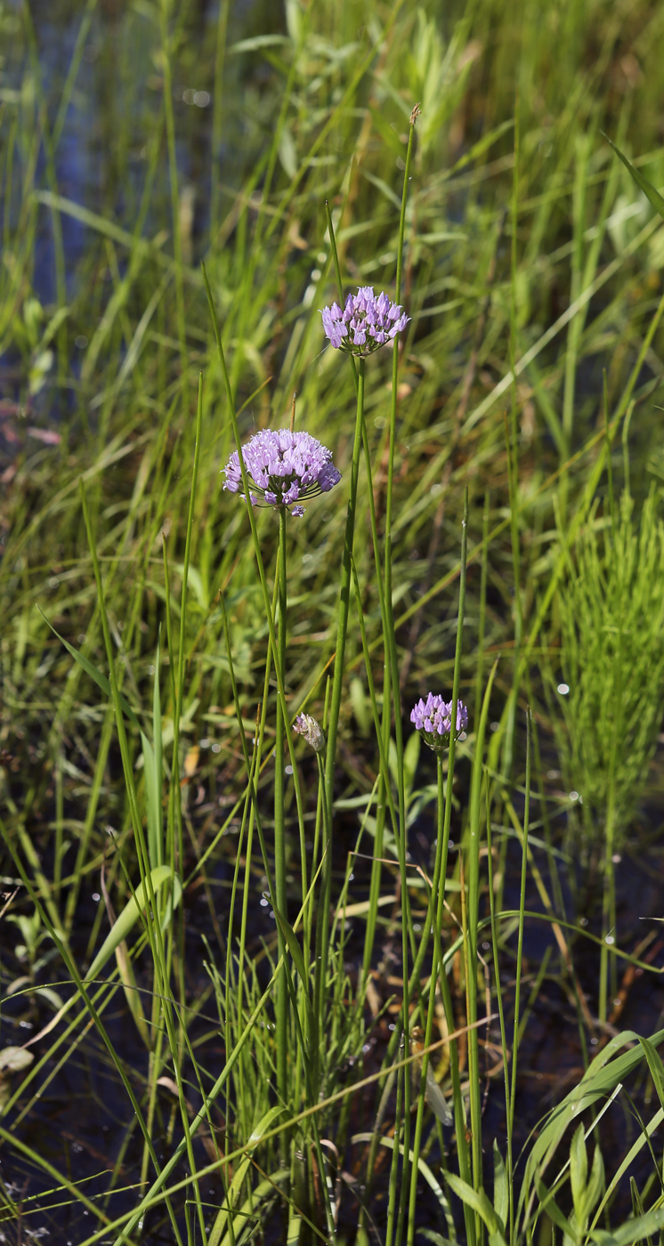 Изображение особи Allium angulosum.