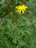 Hieracium umbellatum