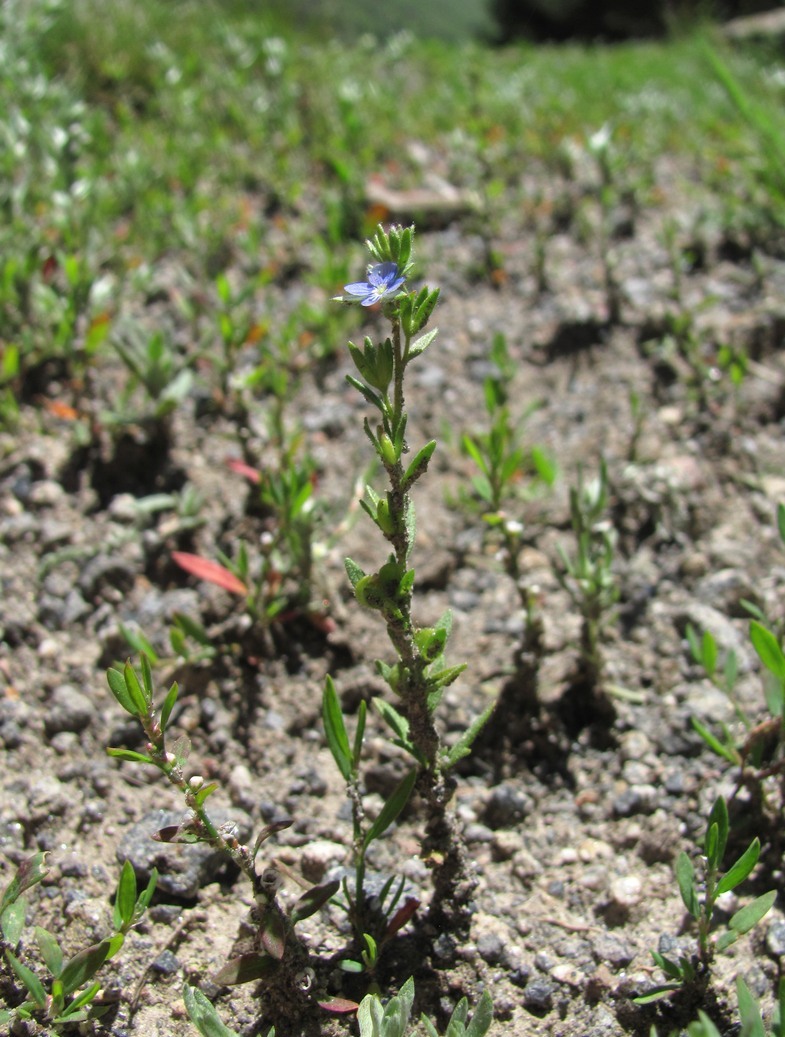 Image of Veronica verna specimen.