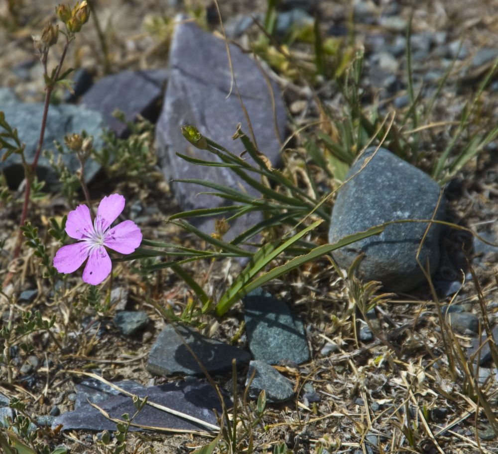 Изображение особи Dianthus versicolor.