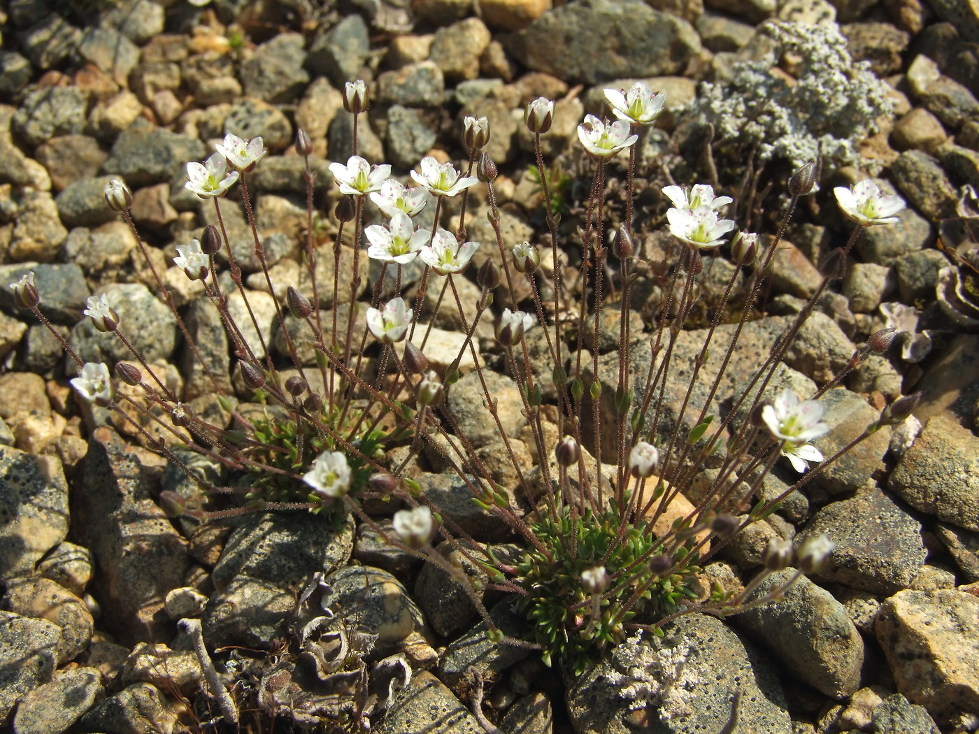 Image of Minuartia rubella specimen.