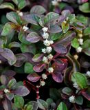 Alternanthera ficoidea