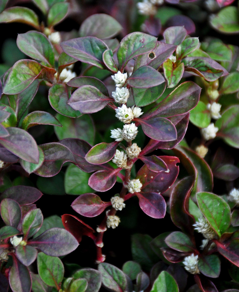 Image of genus Alternanthera specimen.