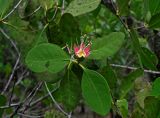 Sonneratia alba. Верхушка ветви с отцветшим цветком. Малайзия, о-в Калимантан, национальный парк Бако, мангровый лес. 11.05.2017.