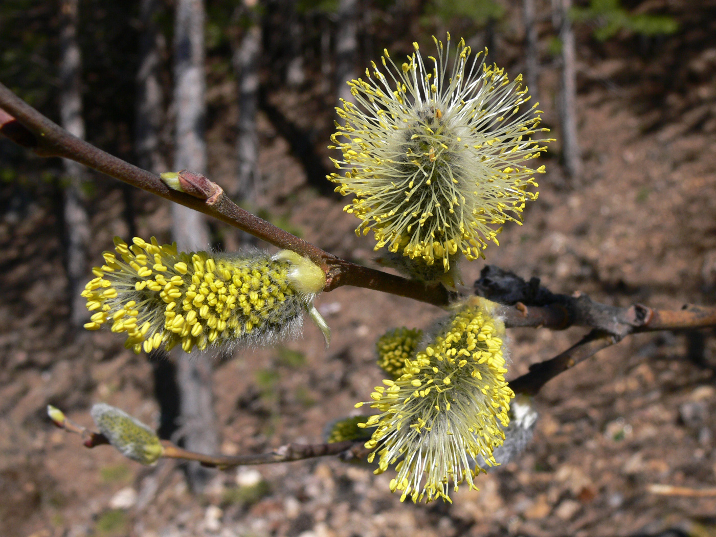 Image of Salix caprea specimen.