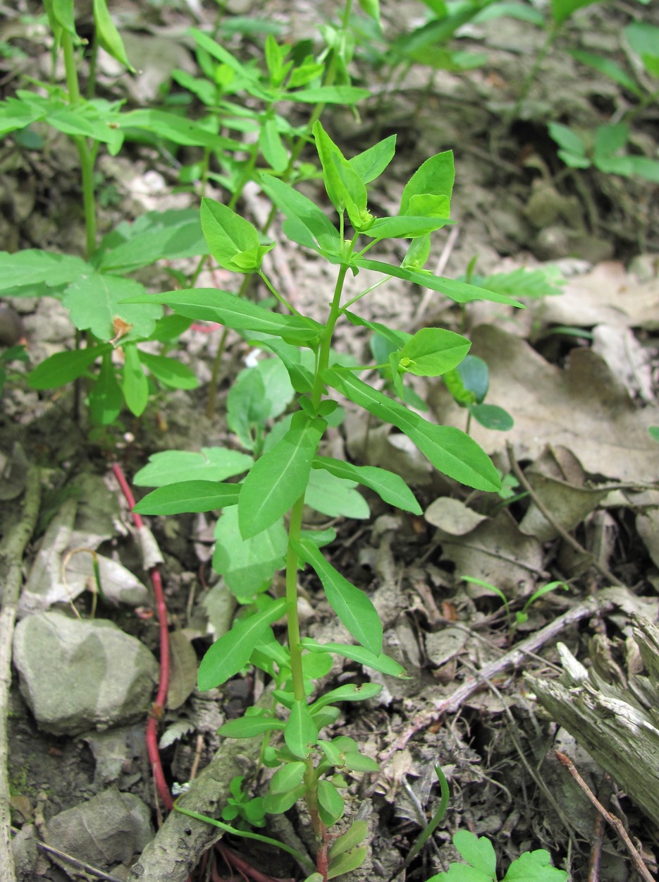 Image of Euphorbia stricta specimen.