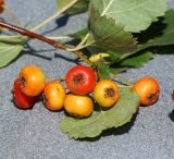 Crataegus chlorocarpa