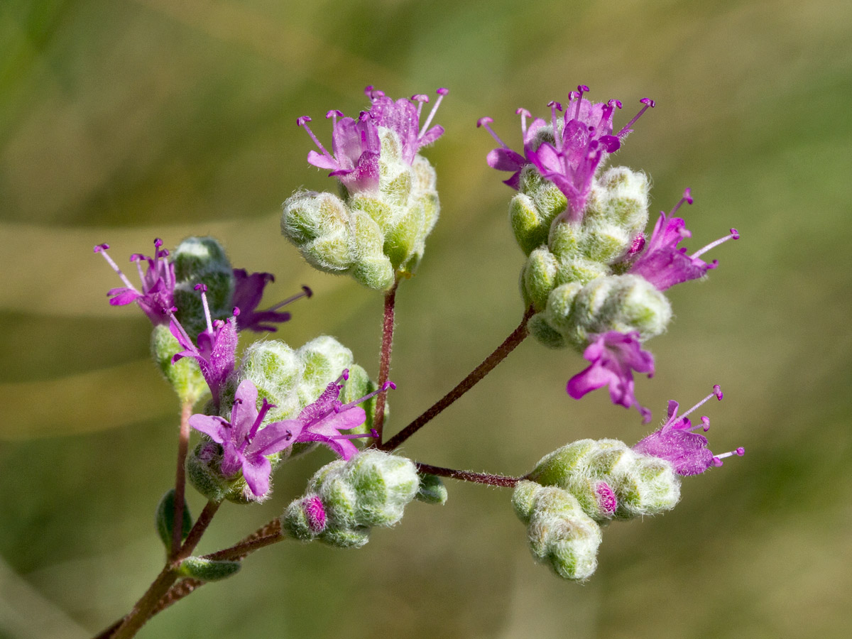 Изображение особи Origanum microphyllum.