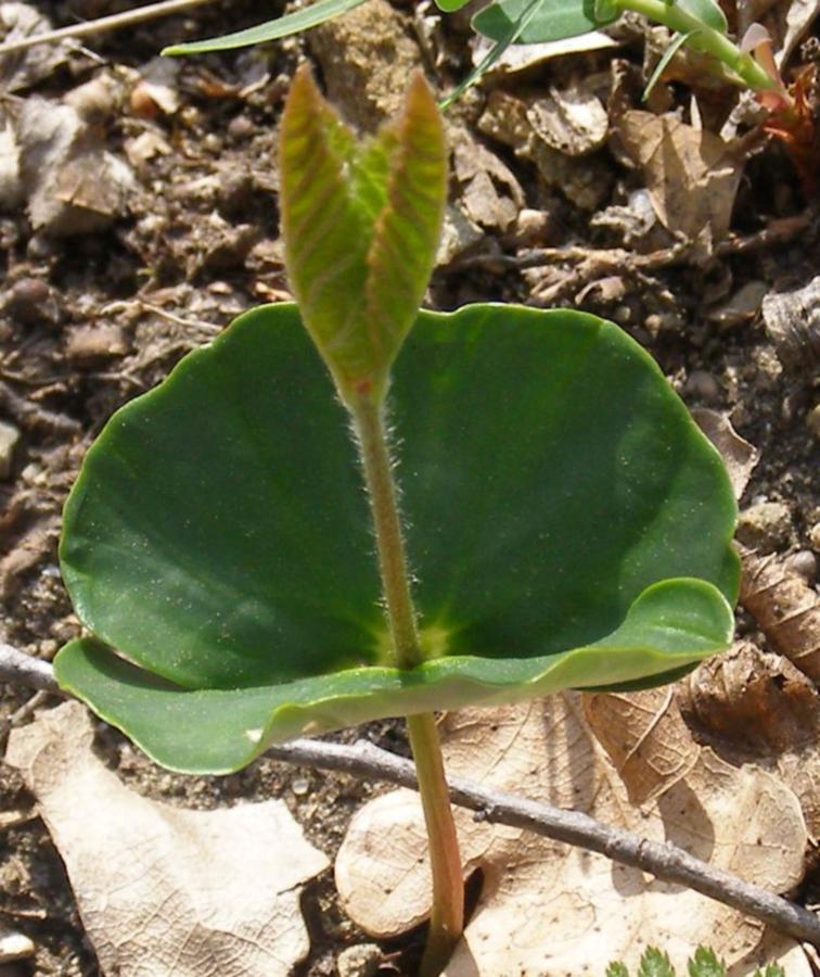 Image of Fagus × taurica specimen.