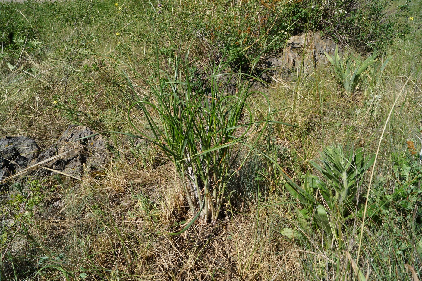 Image of Allium montanostepposum specimen.