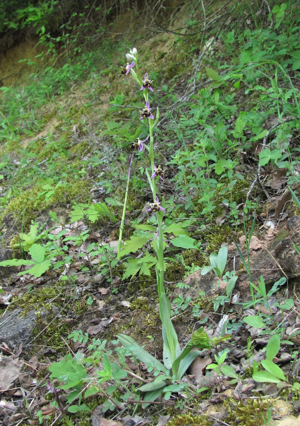 Изображение особи Ophrys oestrifera.