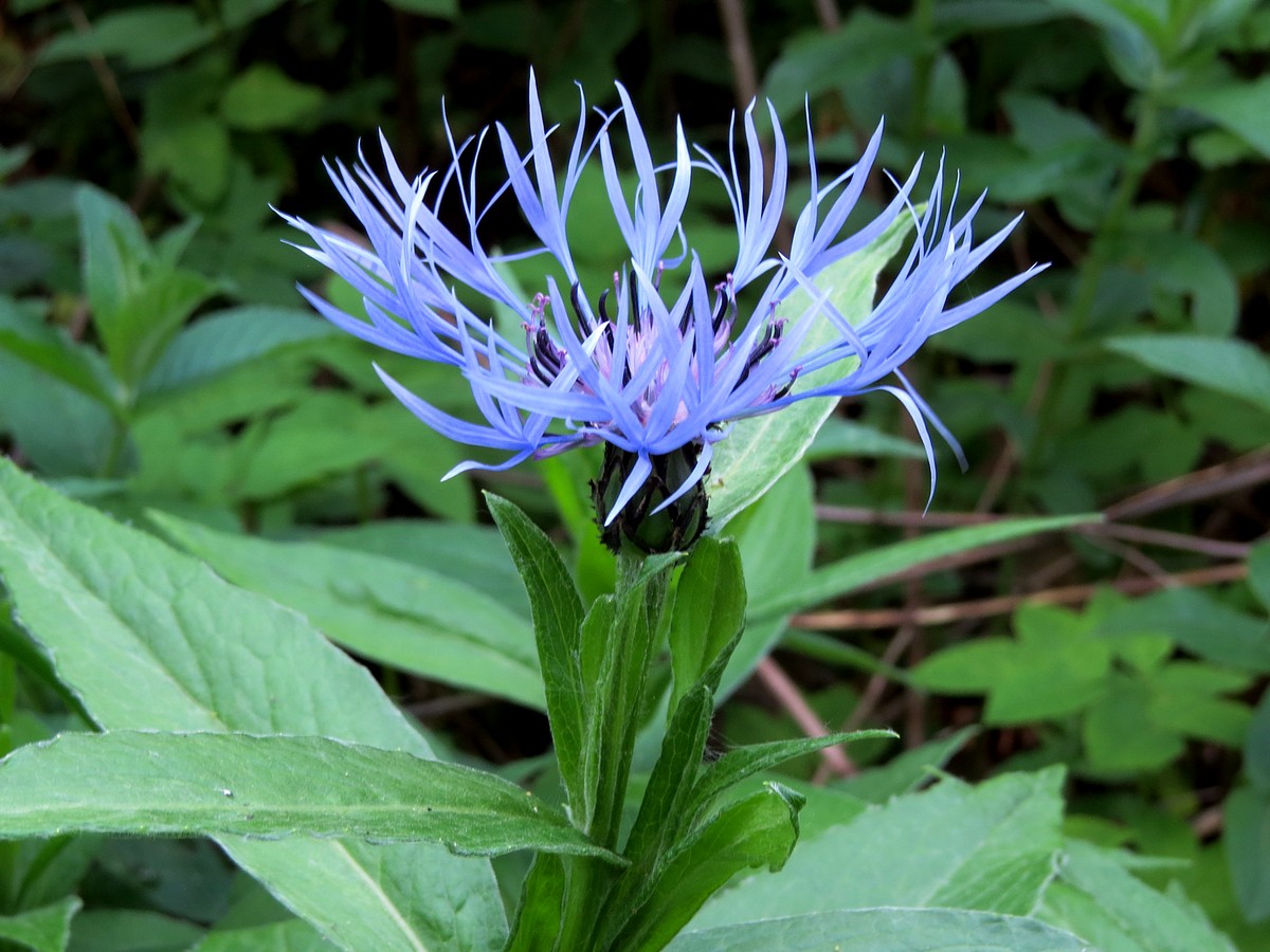 Image of Centaurea montana specimen.