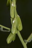Isatis campestris. Плоды. Саратов, Октябрьское ущелье, берег пруда. 27.05.2018.