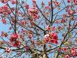 Brachychiton discolor. Часть кроны цветущего и плодоносящего дерева. Израиль, г. Бат-Ям, в озеленении. 14.06.2017.